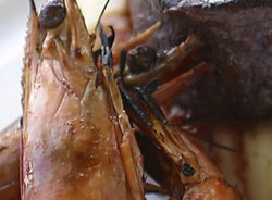 Nicks Bar And Grill - Accommodation Cairns 2