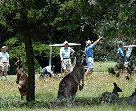 Wellingrove NSW Accommodation Cairns
