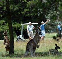 Glen Innes Golf Club - Accommodation Cairns