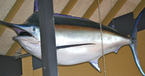 Crescent Head Tavern - Accommodation Cairns 3