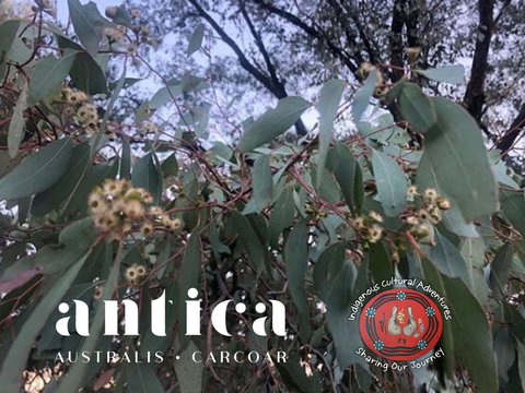 Antica Australis - Winter Fire Festival - Accommodation Cairns 0