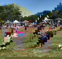 Dogs in the Park Orange - Accommodation Cairns