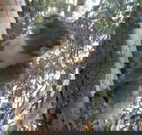 Annual Koala Count - Accommodation Cairns