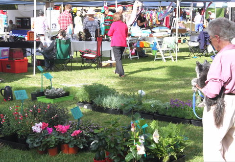 Batemans Bay Sunday Market - Accommodation Cairns 2