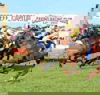 Casino Cup - Accommodation Cairns