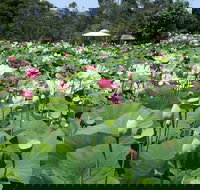 Lotus Flower Season - Accommodation Cairns