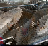 Mendooran Show - Accommodation Cairns