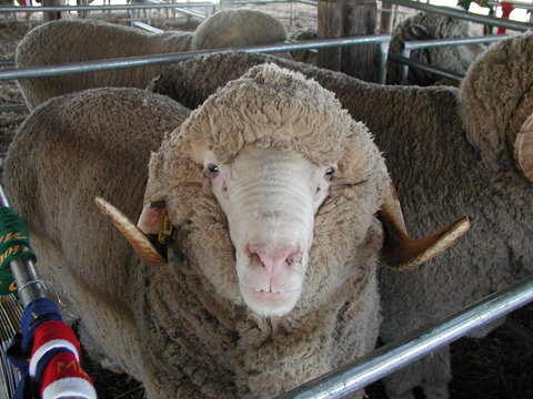 Mendooran Show - Accommodation Cairns 0