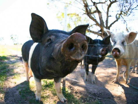 Mudgee Farm Walks - Accommodation Cairns 0