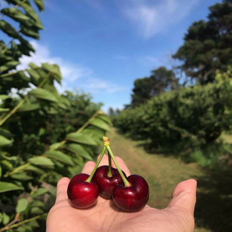 National Cherry Festival - Accommodation Cairns 0