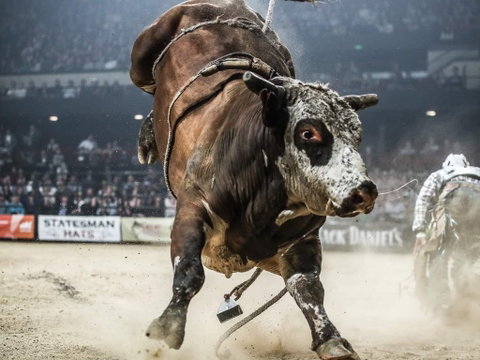 Professional Bull Riders Sydney Origin - Accommodation Cairns 1