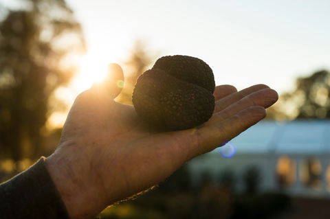 The Truffle Festival - Canberra Region - Accommodation Cairns 0