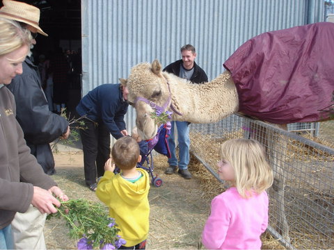 Wangaratta Show - Accommodation Cairns 1