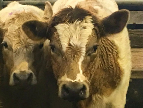 Wangaratta Show - Accommodation Cairns 2