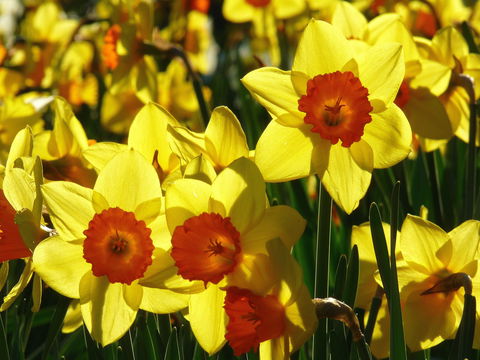 Daffodils At Rydal - Accommodation Cairns 1