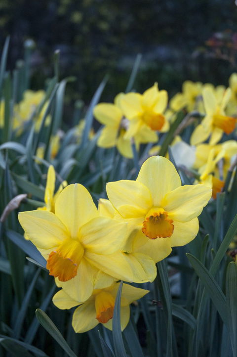 Daffodils At Rydal - Accommodation Cairns 2