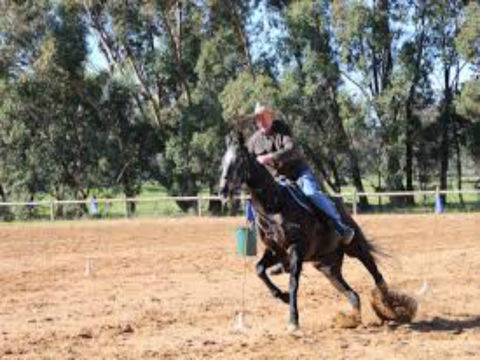 Glen William Gymkhana - Accommodation Cairns 1