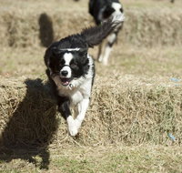 Great Nundle Dog Race - Accommodation Cairns