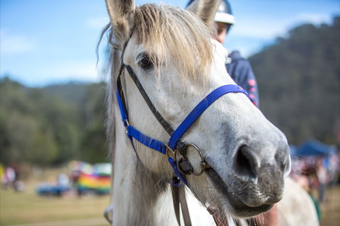 Horses Birthday Festival - Accommodation Cairns 1