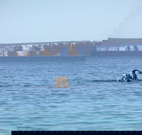 Jervis Bay's Sydney to Hobart Experience - Accommodation Cairns