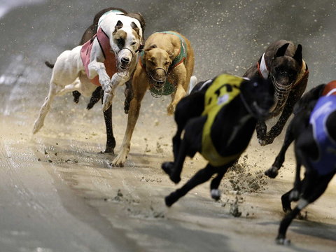 Twilight Greyhound Racing - Accommodation Cairns 0