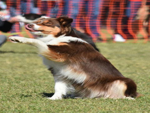 Dogs In The Park NSW Orange - Accommodation Cairns 0