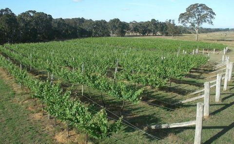 Yarralaw Springs Wines  - Cellar Door Wine Tasting - Accommodation Cairns 1
