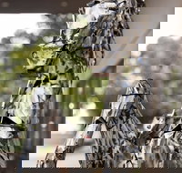 Best Western Sanctuary Inn - Accommodation Cairns