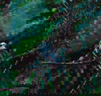 Broken River Mountain Resort - Accommodation Cairns