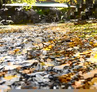 Cradle Forest Inn - Accommodation Cairns