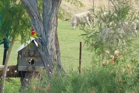 Birdhouse Cottage B & B - Accommodation Cairns 5