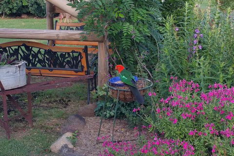 Birdhouse Cottage B & B - Accommodation Cairns 3