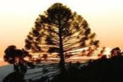 Bunya Mountains Accommodation Centre - Accommodation Cairns 5