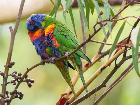 Waterfront Jervis Bay Escape Cooinda - Accommodation Cairns 1