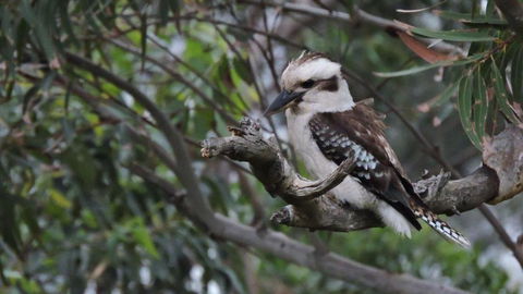 Waterfront Jervis Bay Escape Cooinda - Accommodation Cairns 4