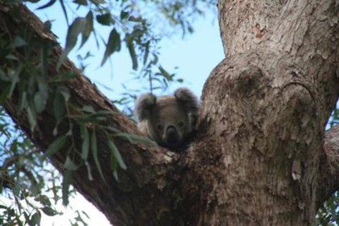 Lemon Tree Waterfront Apartments - Accommodation Cairns 3