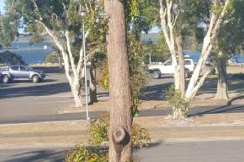 Lemon Tree Waterfront Apartments - Accommodation Cairns 7