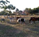 Heartland Hideaway - Accommodation Cairns