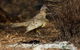 Broome Bird Observatory - thumb 7