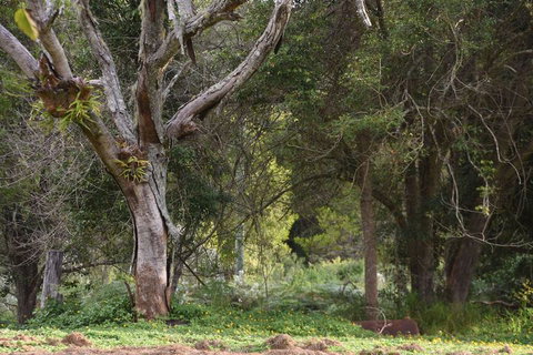The Lodge Mapleton Falls - Accommodation Cairns 7