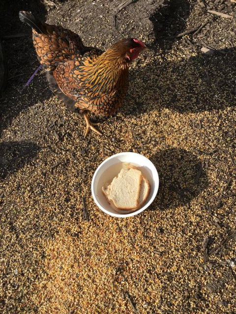 Nextdooratportarthur - Accommodation Cairns 4