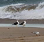 Baillieu Breeze - Accommodation Cairns