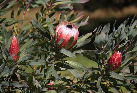 Riverwalk B & B - Accommodation Cairns 5