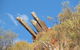 Wudinna Farm View - thumb 3