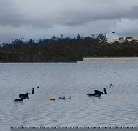 Lake Yalleena Nature Retreat - Accommodation Cairns