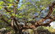 Springvale Homestead - thumb 3