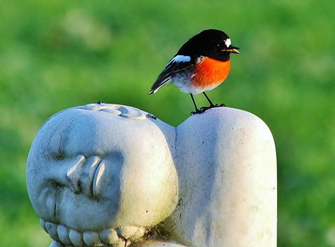 The Hakeas - Accommodation Cairns 6