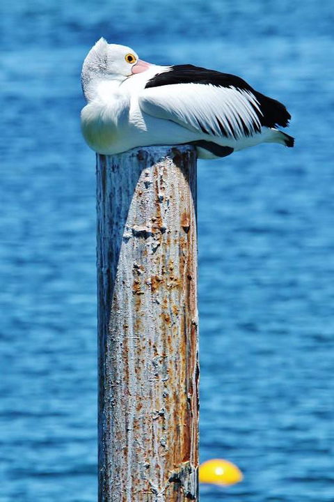 The Hakeas - Accommodation Cairns 4