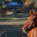 Historic Oak Hill House Estate Truffle Gourmet Festival Region - Accommodation Cairns 0