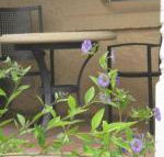 Amalie Cottage Waikerie Unit 1 - Accommodation Cairns